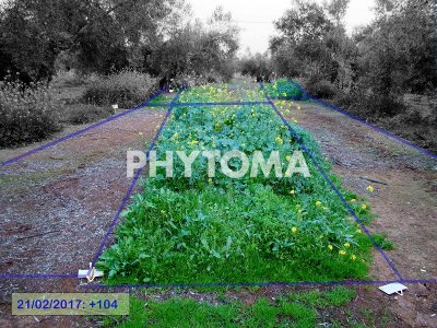 Ensayo de herbicidas preemergentes de otoño en olivar